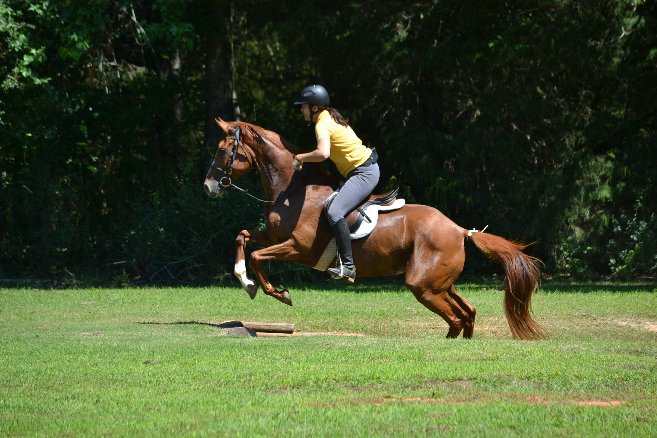 For Sale - 16.1hh 2013 Reg. Oldenburg mare